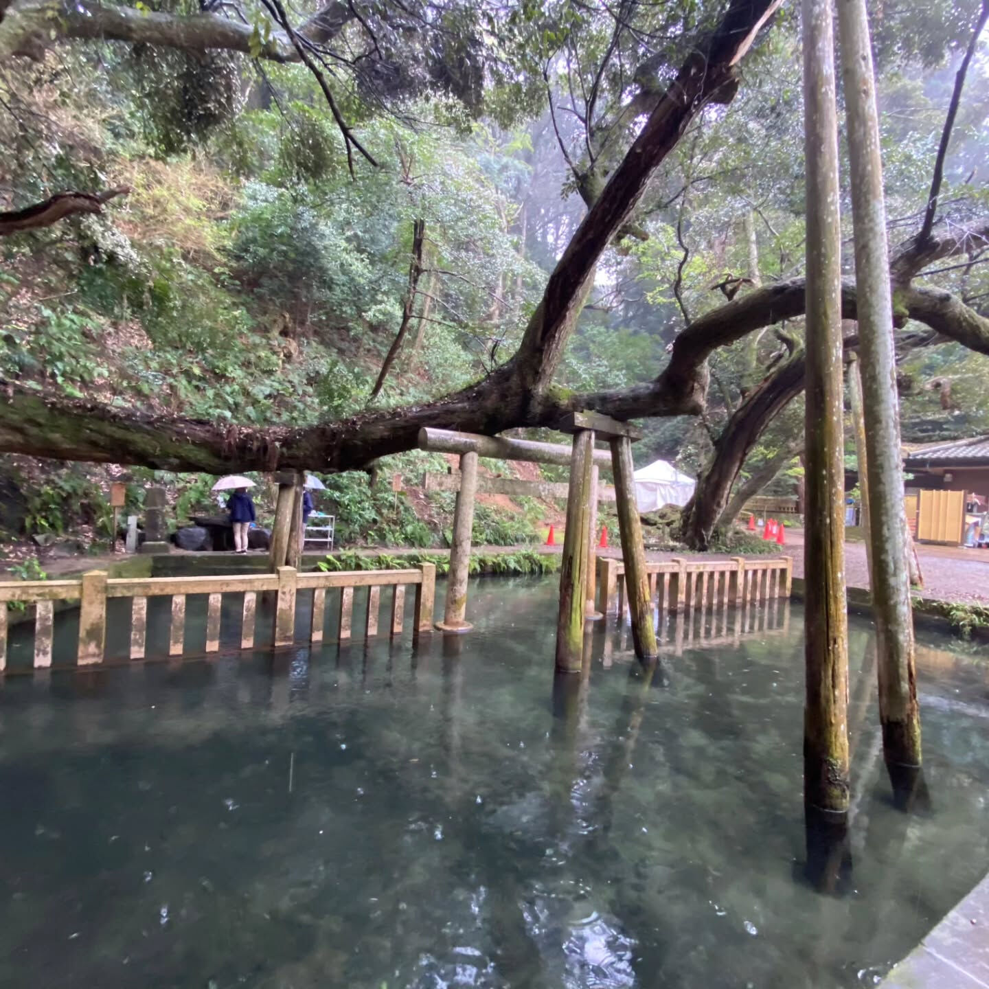おはようございます、インビゴレート吉田です